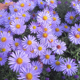 Aster dumosus 'Palecek'