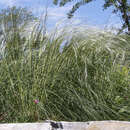 Stipa pennata - Federgras