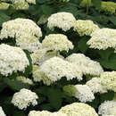 Hydrangea arborescens 'Annabelle' - Schneeballhortensie