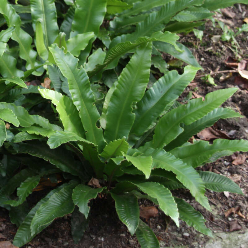 Hirschzungenfarn - Asplenium scolopendrium - grn