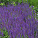 Salvia nemorosa 'Ostfriesland' - Ziersalbei