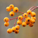 Sorbus aucuparia 'Autumn Spire' - Säulen-Vogelbeere