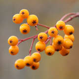 Sorbus aucuparia 'Autumn Spire' - Säulen-Vogelbeere