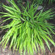 Hakonechloa macra 'All Gold': Bild 1/3