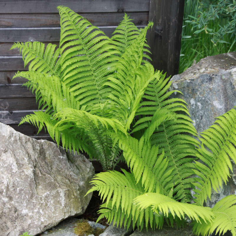 Becherfarn, Trichterfarn - Matteuccia struthiopteris