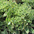 Sedum spectabile 'Elsie's Gold': Bild 3/8