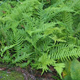 Polypodium cambricum 'Whitley Giant' - Tüpfelfarn