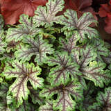 Heucherella 'Tapestry' - Zwerg-Purpurglöckchen