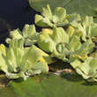 Pistia stratiotes: Bild 5/5