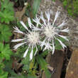 Centaurea pindicola 'Lobigowskii': Bild 1/4