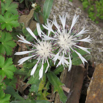 Centaurea pindicola 'Lobigowskii'