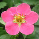 Fragaria ananassa  'Camara' - Monatserdbeere