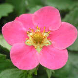 Fragaria ananassa  'Camara' - Monatserdbeere