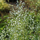 Thalictrum delavayi 'Splendide White' - Waldraute