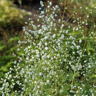 Thalictrum delavayi 'Splendide White'