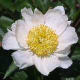 Paeonia lactiflora 'Claire de Lune' - Pfingstrose