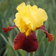 Iris germanica 'Andalou': Bild 2/2