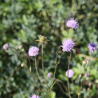 Succisella inflexa 'Frosted Pearls'