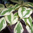 Cornus controversa 'Variegata': Bild 1/5