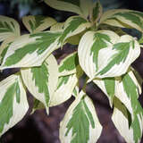 Cornus controversa 'Variegata' - Bunter Etagenhartriegel