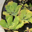 Pistia stratiotes: Bild 4/5