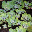 Pistia stratiotes: Bild 3/5
