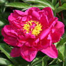 Paeonia lactiflora 'Louis Van Houtte' - Pfingstrose
