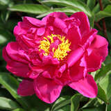 Paeonia lactiflora 'Louis Van Houtte' - Pfingstrose