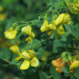 Colutea arborescens - Blasenstrauch
