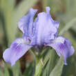 Iris pumila 'Blue Doll': Bild 1/1