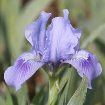 Iris pumila 'Blue Doll'