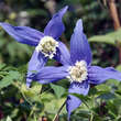 Clematis alpina 'Francis Rivis': Bild 1/2