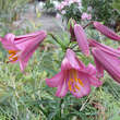 Lilium 'Pink Perfection': Bild 2/3