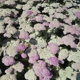 Achillea millefolium 'Appleblossom' - Schafgarbe