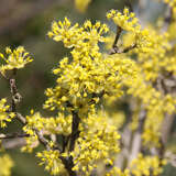 Cornus mas 'Mascula' - Männlicher Dirndlstrauch