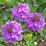 Verbena bonariensis 'Lollipop' - Eisenkraut - Nicht winterhart