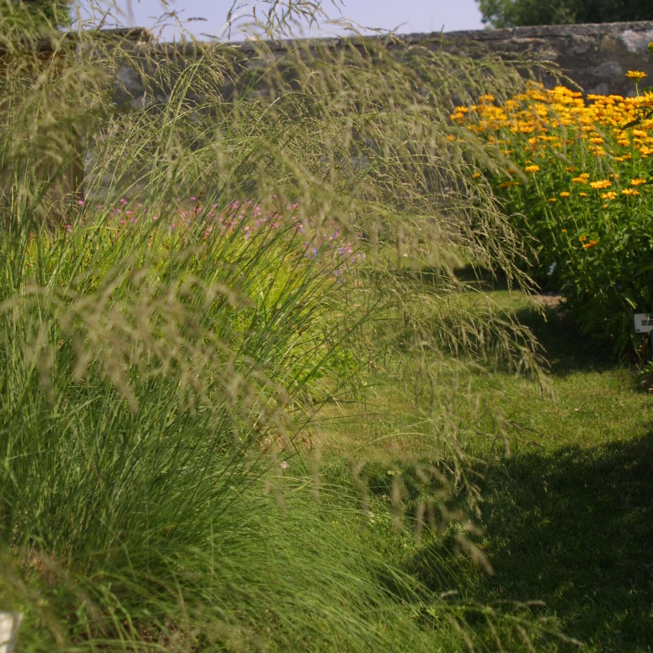 bogen-liebesgras-eragrostis-curvula-br-unliche-bogig-berh-ngende