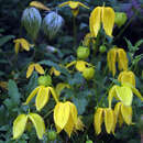 Clematis tibetana tangutica - Goldwaldrebe