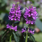 Stachys monieri 'Hummelo' - Ziest