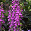 Lobelia gerardii 'Vedrariensis': Bild 1/1