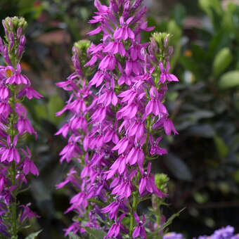 Lobelia gerardii 'Vedrariensis'