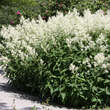 Persicaria polymorpha: Bild 10/11