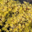 Sedum 'Lemon Ball': Bild 2/3