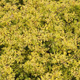 Symphoricarpos c. 'Brain de Soleil' - Gelbe Kriech-Schneebeere