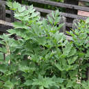 Levisticum officinale - Liebstöckel