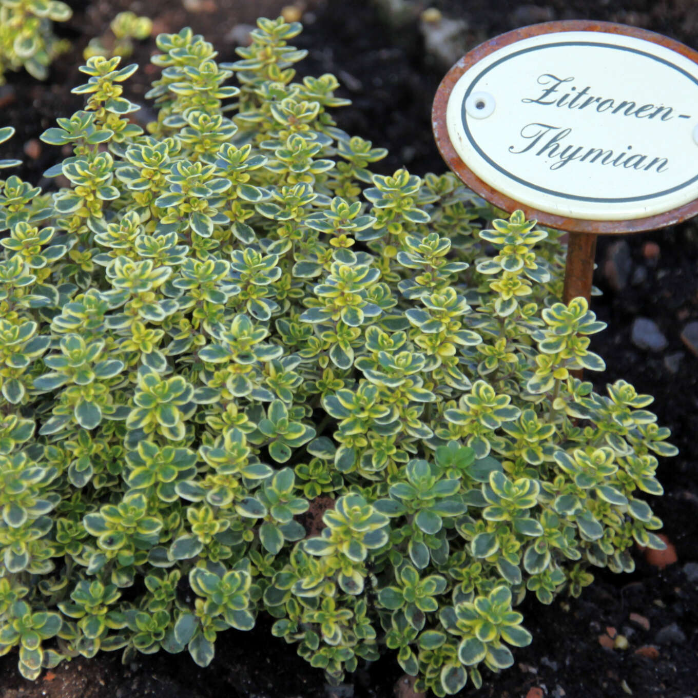 Zitronenthymian Thymus citriodorus 'Bertram Anderson' lila