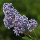Ceanothus d. 'Gloire de Versailles' - Säckelblume