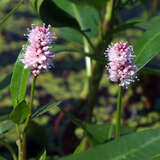 Persicaria amphibia - Wasserknöterich