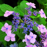 Hydrangea serrata 'Bluebird' - Tellerhortensie