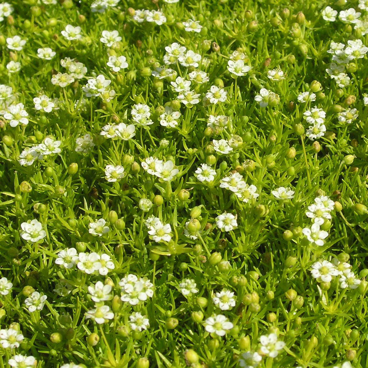 Gelbgr nes Sternmoos Sagina Subulata Lime Moss Wei gelbgr-nes-sternmoos-sagina-subulata-lime-moss-wei
